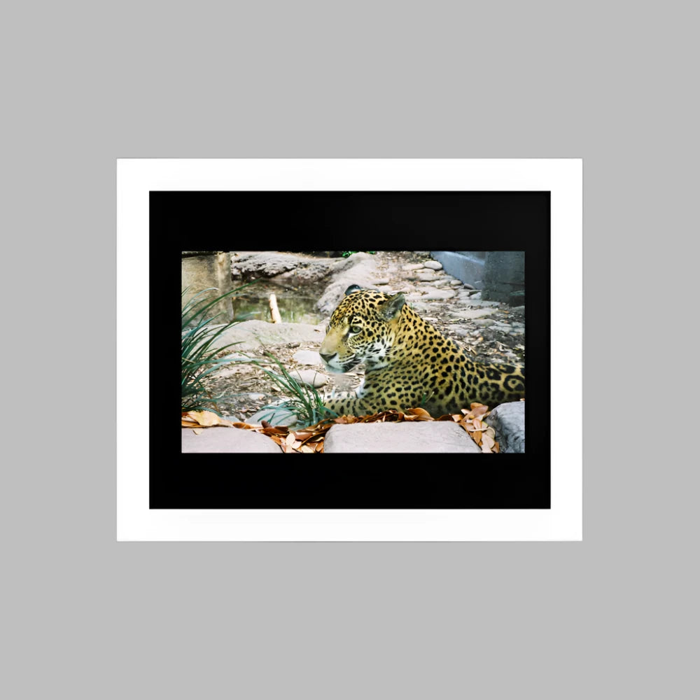 Premium Luster Photo Paper Framed Poster (in) - Jaguar