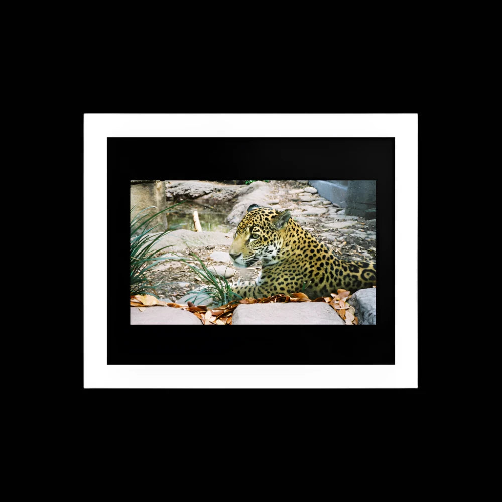 Premium Luster Photo Paper Framed Poster (in) - Jaguar