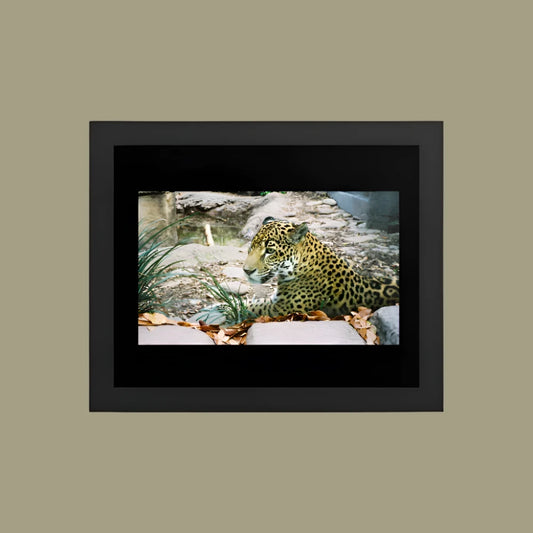 Premium Luster Photo Paper Framed Poster (in) - Jaguar