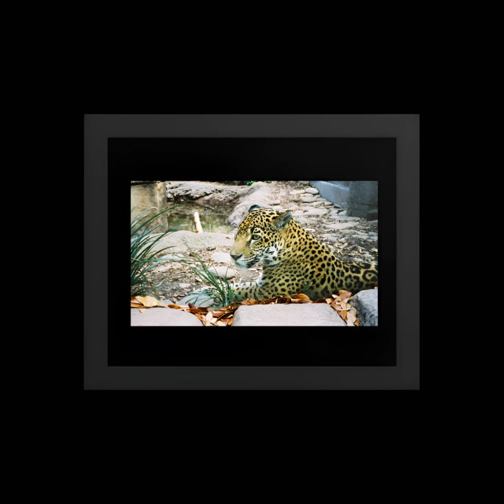 Premium Luster Photo Paper Framed Poster (in) - Jaguar