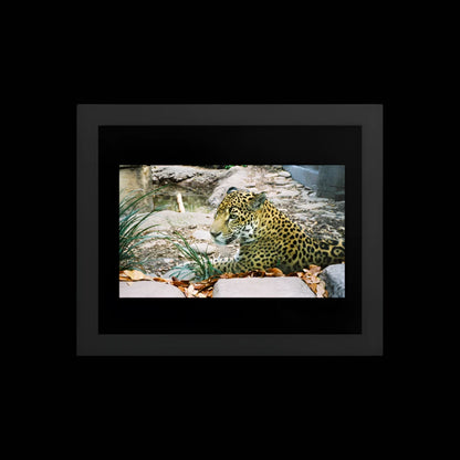 Premium Luster Photo Paper Framed Poster (in) - Jaguar