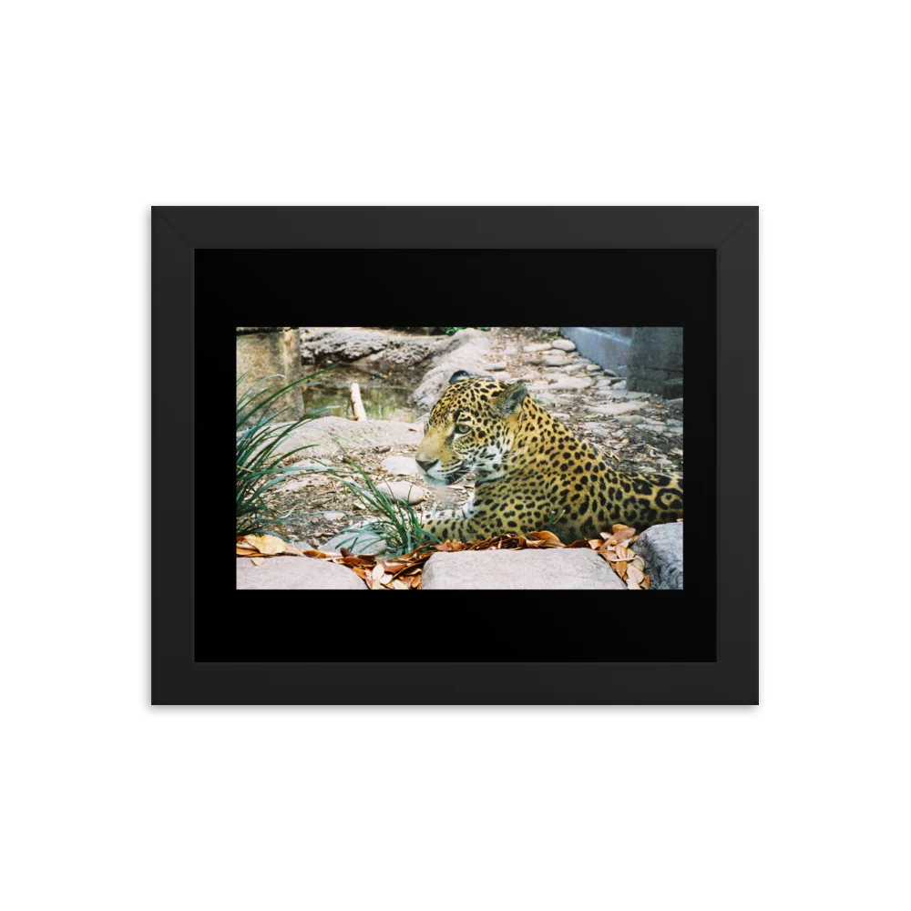 Premium Luster Photo Paper Framed Poster (in) - Jaguar