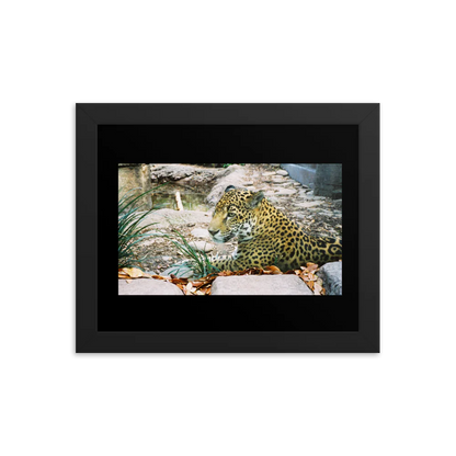 Premium Luster Photo Paper Framed Poster (in) - Jaguar